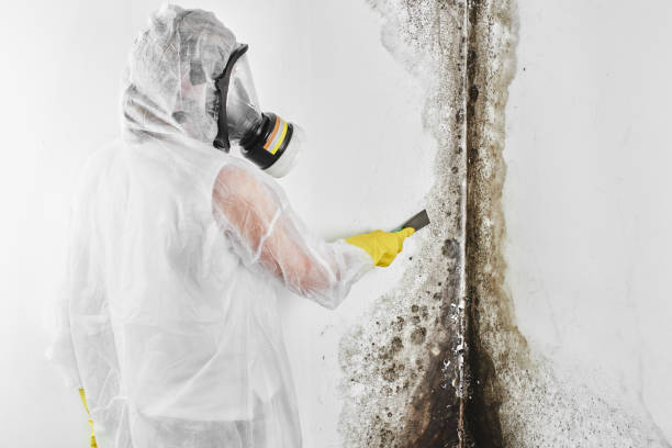 Best Commercial Mold Removal  in Silver Lake, KS