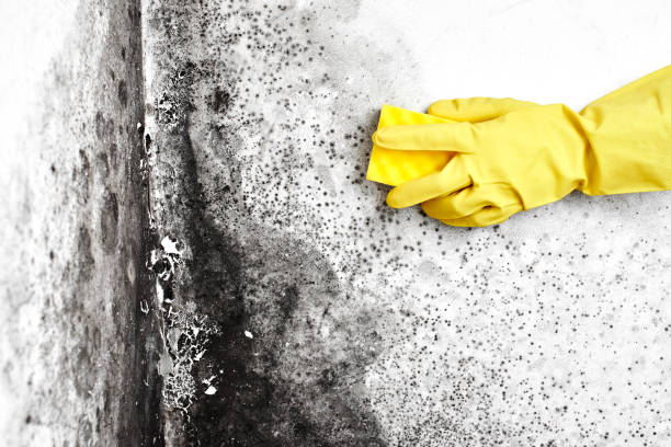 Best Residential Mold Removal  in Silver Lake, KS