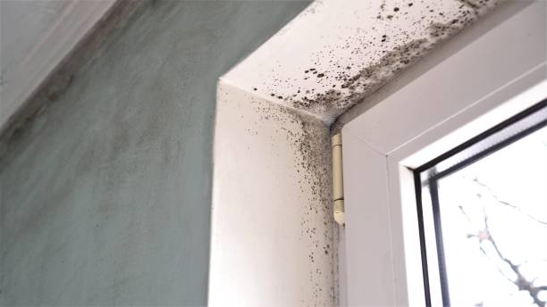 Best Crawl Space Mold Removal  in Silver Lake, KS