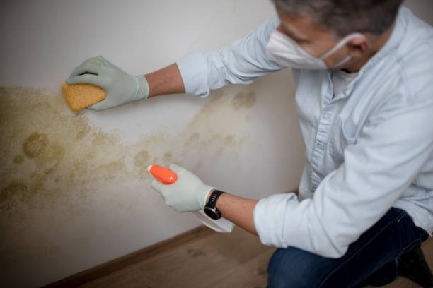 Best Professional Mold Removal  in Silver Lake, KS