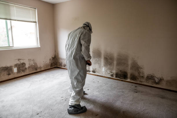 Best Same-Day Mold Removal  in Silver Lake, KS