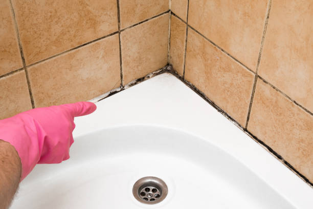 Best Same-Day Mold Removal  in Silver Lake, KS